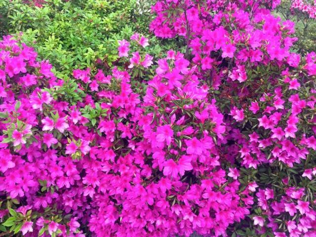 Azalea Di Gigliola Ziello - "Casa Azalea" Villa Cremia Buitenkant foto